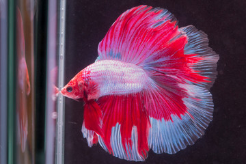 ショーベタ　ダブルテール