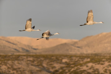 Fototapeta premium Sandhill Cranes in Bosque Del Apache NWR at San Antonio New Mexico, USA