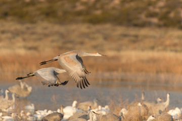 Sandhill Cranes in Bosque Del Apache NWR at San Antonio New Mexico, USA