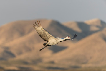 Sandhill Cranes in Bosque Del Apache NWR at San Antonio New Mexico, USA