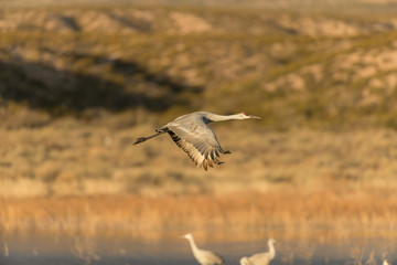 Sandhill Cranes in Bosque Del Apache, New Mexico, USA
