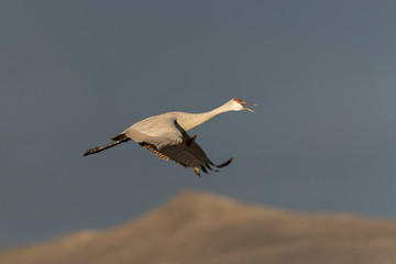 Sandhill Cranes in Bosque Del Apache, New Mexico, USA