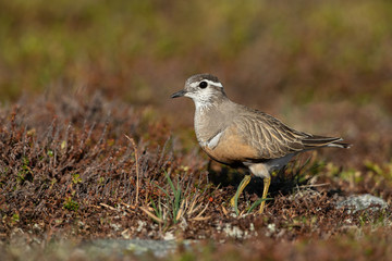Eurasian dotterel in the scandinavian fell