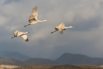 Sandhill Cranes in Bosque Del Apache, New Mexico, USA