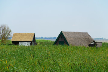 Bodden landscape with typical thatched buildings  at Baltic Sea coast on sunny summer day, Born, Darss, Germany.