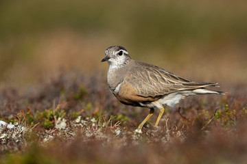 Eurasian dotterel in the scandinavian fell