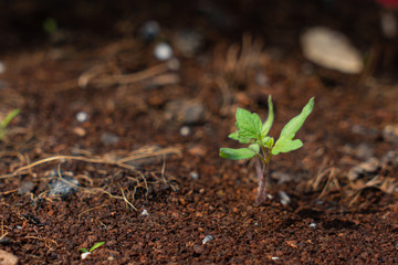 Sapling of tomato grows up from the ground.