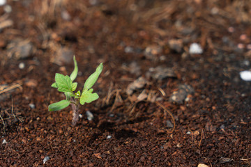 Sapling of tomato grows up from the ground.