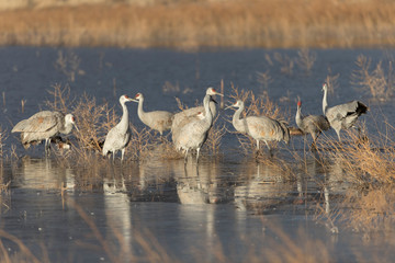 Sandhill Cranes in Bosque Del Apache, New Mexico, USA