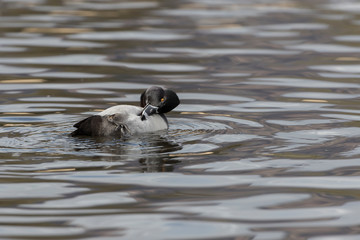 Ringed-necked Duck swimming in a pond