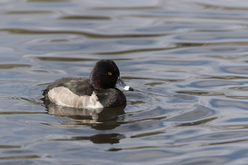 Ringed-necked Duck swimming in a pond