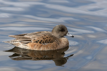 American Wigeon swimming on a pond 