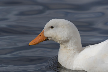 White Domestic Duck swimming in pond