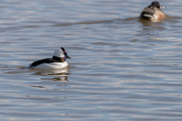 Male Bufflehead Duck swimming on a lake