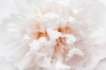 Delicate peony petals, blooming flowers  background, selective focus, toned