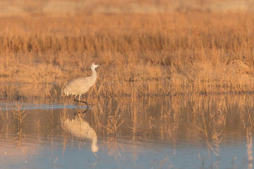 Sandhill Cranes in Bosque Del Apache, New Mexico, USA