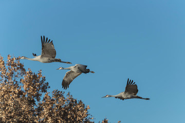 Sandhill Cranes in Bosque Del Apache, New Mexico, USA