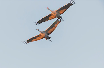 Sandhill Cranes in Bosque Del Apache, New Mexico, USA