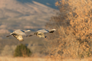 Sandhill Cranes in Bosque Del Apache, New Mexico, USA