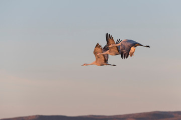 Sandhill Cranes in Bosque Del Apache, New Mexico, USA