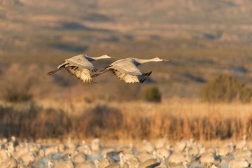 Sandhill Cranes in Bosque Del Apache, New Mexico, USA