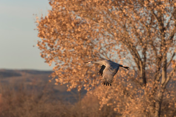 Sandhill Cranes in Bosque Del Apache, New Mexico, USA