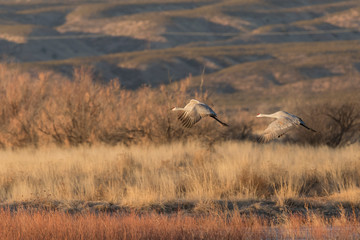 Sandhill Cranes in Bosque Del Apache, New Mexico, USA