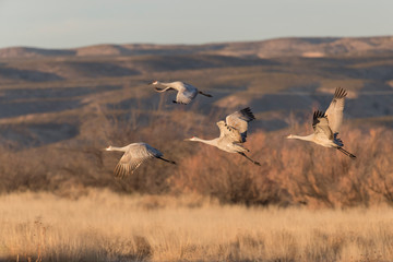 Fototapeta premium Sandhill Cranes in Bosque Del Apache, New Mexico, USA