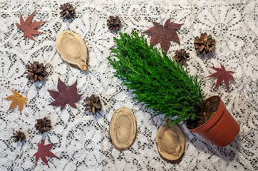 Hugge style still life, including homemade cypress, maple leaves, cones and other cozy little things. white tracery background.