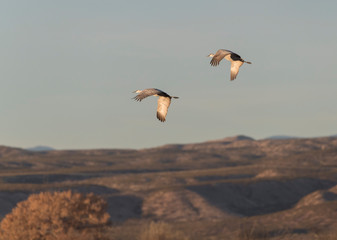 Sandhill Cranes in Bosque Del Apache, New Mexico, USA