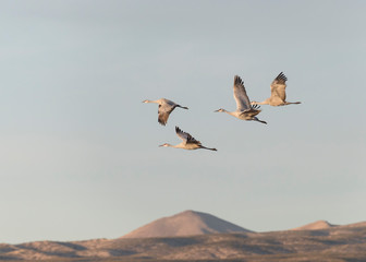 Sandhill Cranes in Bosque Del Apache, New Mexico, USA