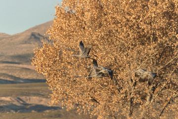 Sandhill Cranes in Bosque Del Apache, New Mexico, USA