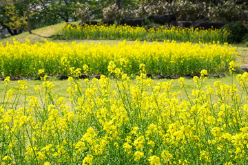 Fototapeta premium 満開の菜の花
