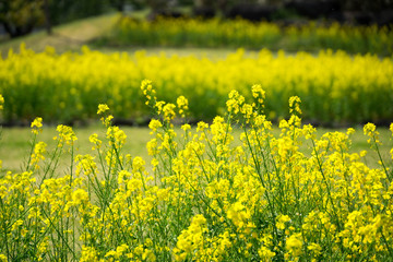 満開の菜の花