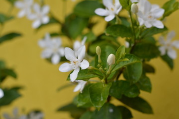 Flores coloridas em dia de chuva com sol