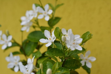 Flores coloridas em dia de chuva com sol