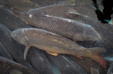 Karpfen im Becken auf dem Markt 