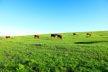 A herd of cattle on the prairie