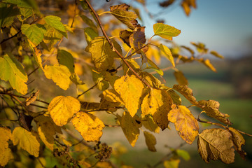 Gelbe Blätter im Herbst
