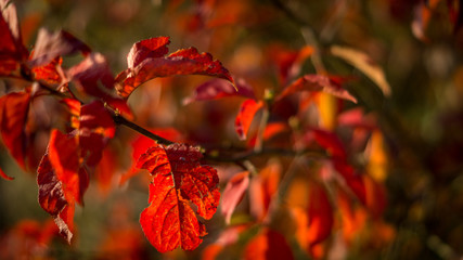 Rote Blätter im Herbst