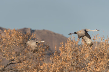 Sandhill Cranes in Bosque Del Apache, New Mexico, USA