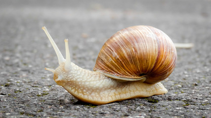 Weinbergschnecke auf Asphaltweg