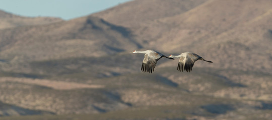 Fototapeta premium Sandhill Cranes in Bosque Del Apache, New Mexico, USA