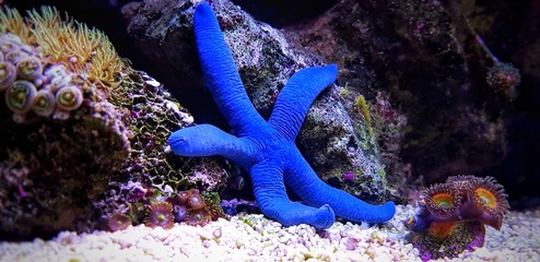 Blue Sea Star - (Linckia laevigata) 