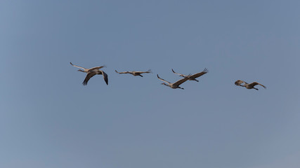 Sandhill Cranes in Bosque Del Apache, New Mexico, USA