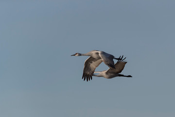Sandhill Cranes in Bosque Del Apache, New Mexico, USA