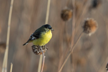 Lesser Goldfinch in Bosque Del Apache, New Mexico, USA