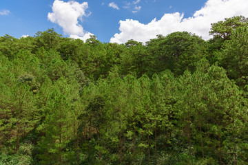 Obraz premium widok na dżunglę z góry