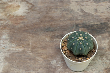 Mini cactus in the small pot on the wooden floor. (Top view) It is a succulent plant with a thick, fleshy stem that typically bears spines, lacks leaves.