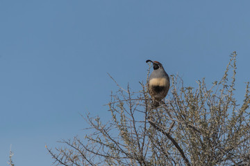 Gambrel's Quail in Arizona Desert